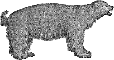 polar-bear-animal-line-art-wildlife-7384736