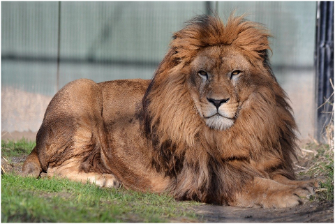 lion-king-lying-down-mane-wild-cat-6063731