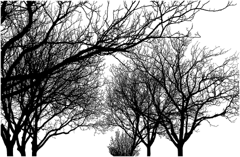 trees-forest-silhouette-branches-7203102