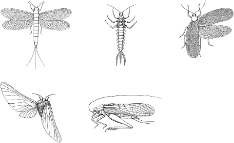 insects-bugs-animals-line-art-7321576