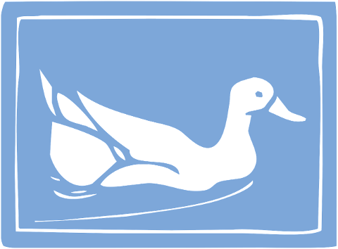 duck-bird-blue-animal-nature-6611778