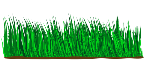 grass-rush-meadow-plants-green-6358622
