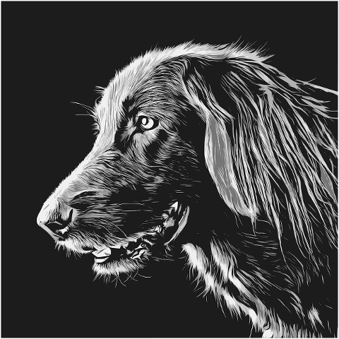 dog-pet-flat-coated-retriever-7842866