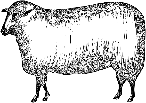 sheep-lamb-animal-line-art-7136938