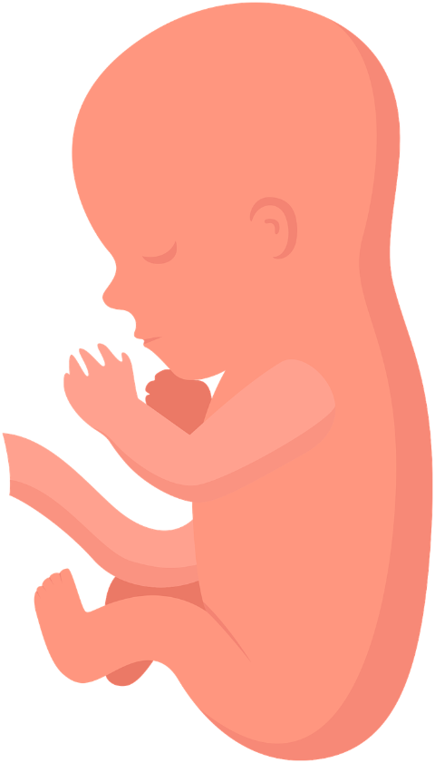 fetus-baby-human-young-small-9412528
