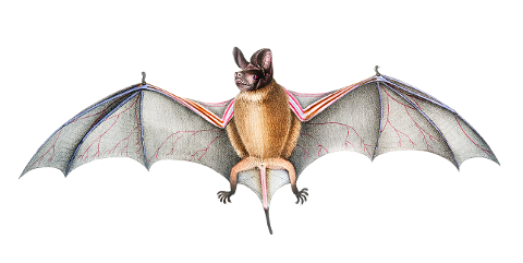 bat-animal-mammal-wings-flying-6315538