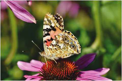 butterfly-peacock-flower-pollen-6013736