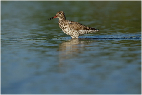 water-bird-beak-feathers-plumage-6063339