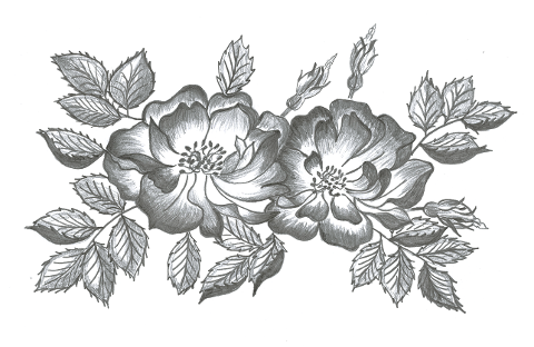 roses-bud-blade-botany-drawing-6920243
