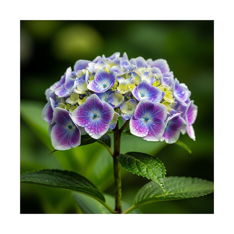 purple-flowers-lavender-bloom-10124305