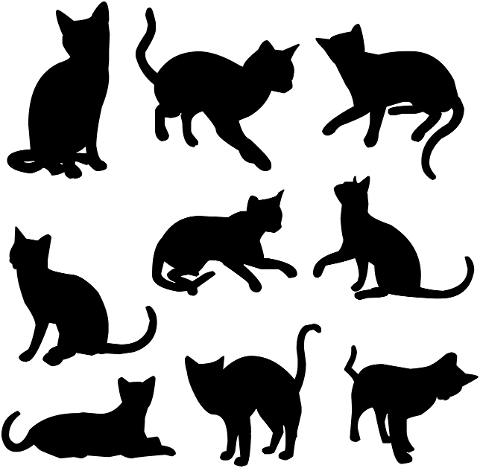 animal-cat-clips-feline-kitten-1299486