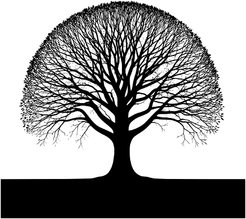 tree-black-white-bare-winter-twigs-9292967