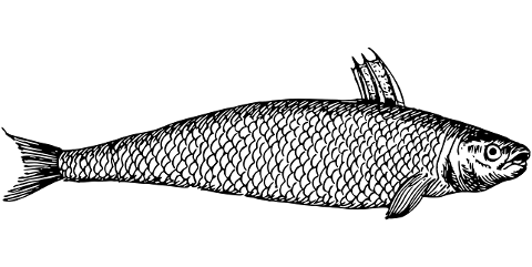 fish-animal-line-art-marine-7384711