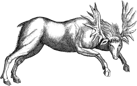 moose-animal-antlers-line-art-7378323