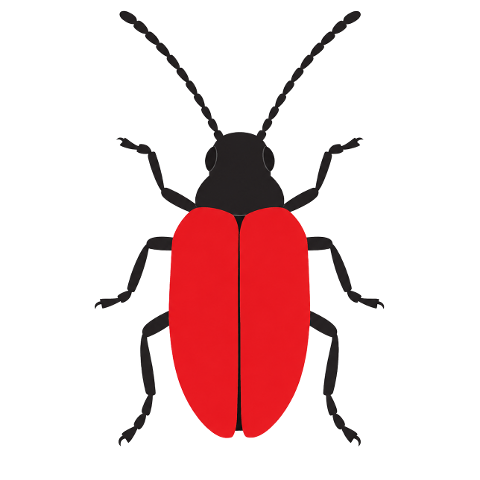 beetle-red-black-insect-lily-10365668
