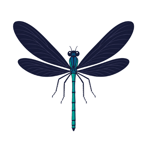 dragonfly-wings-teal-insect-10363392