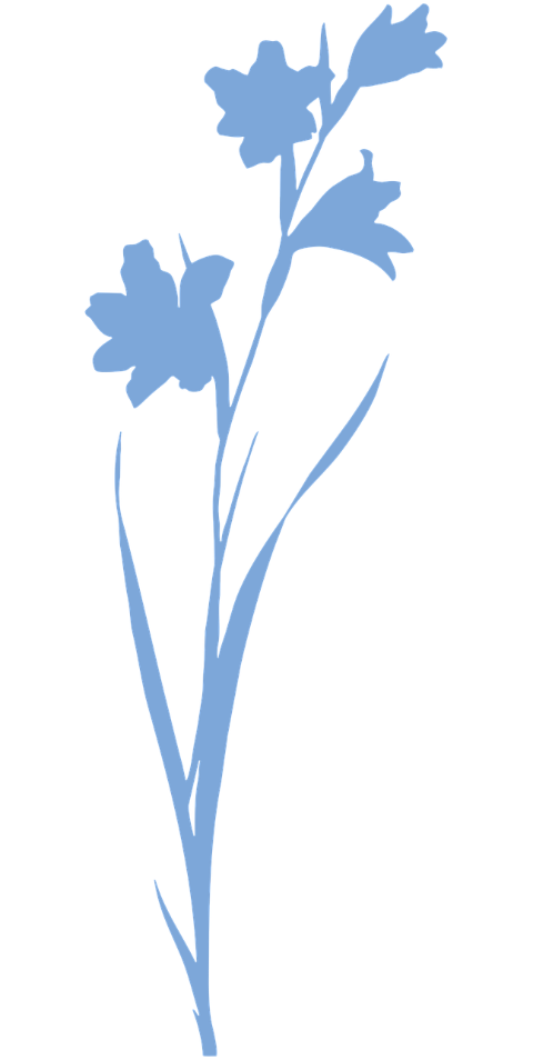 flowers-plant-flora-cutout-6608929