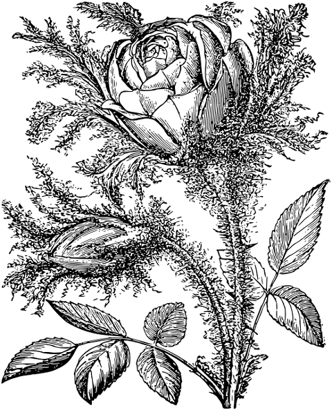 rose-flower-line-art-plant-7297630