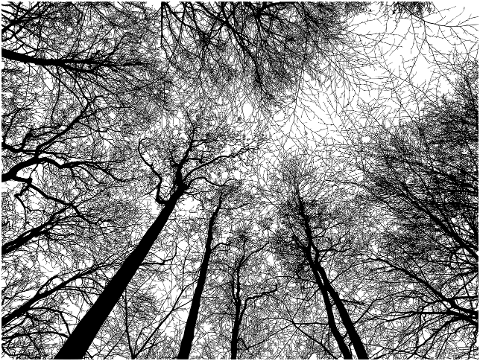 forest-trees-silhouettes-branches-6277232