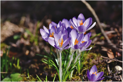 crocus-iris-flowers-purple-flowers-6053680