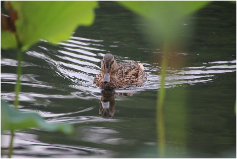 duck-mallard-lake-bird-waterfowl-6064402