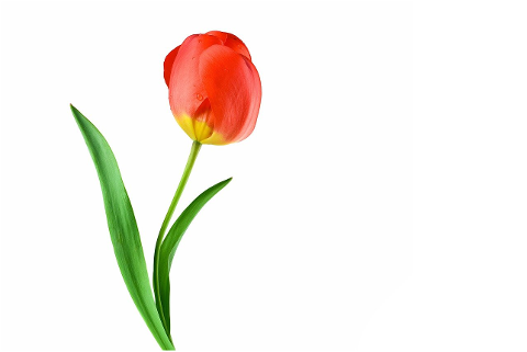 tulip-flower-plant-petals-bloom-6305723
