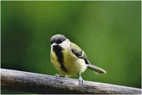 tit-songbird-small-bird-bird-6010819