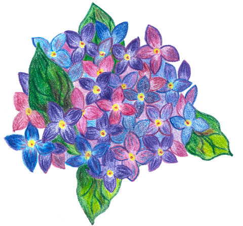 hydrangea-flowers-hand-drawn-nature-8487542
