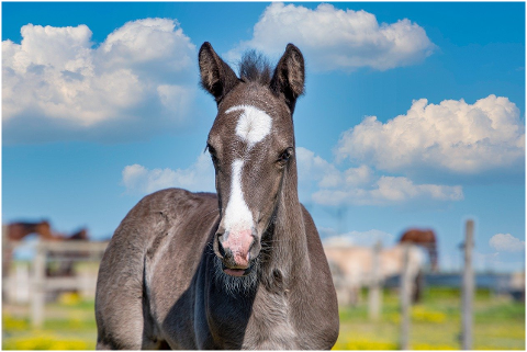 horse-foal-animal-young-horse-6309050