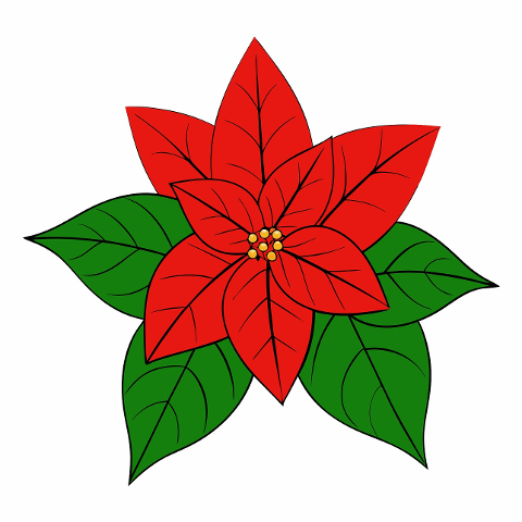 poinsettia-christmas-flower-floral-8993420