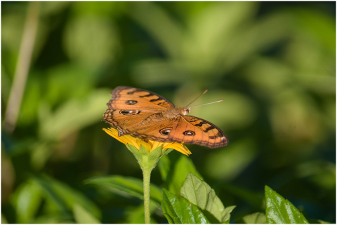 butterfly-insect-flower-6055102