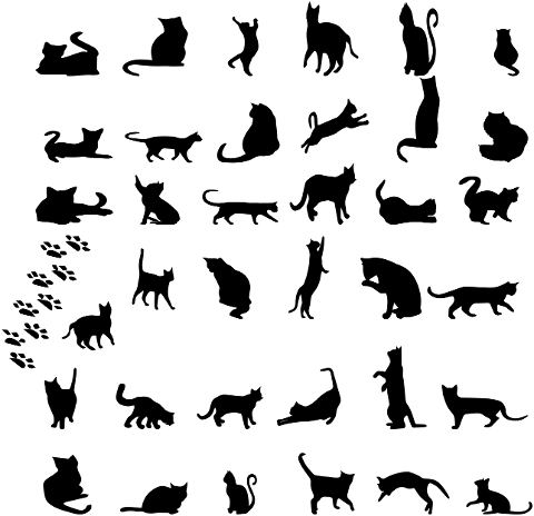 mammal-cat-like-mammal-animals-7234829
