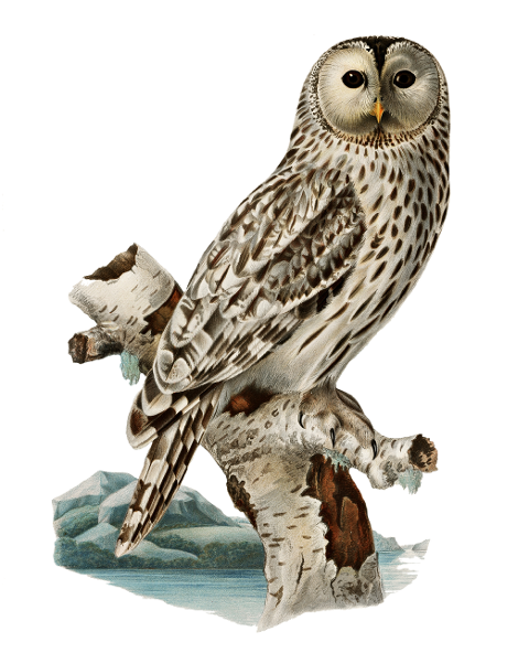 ural-owl-owl-bird-animal-6259391