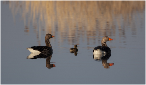 greylag-goose-graylag-chick-5097340