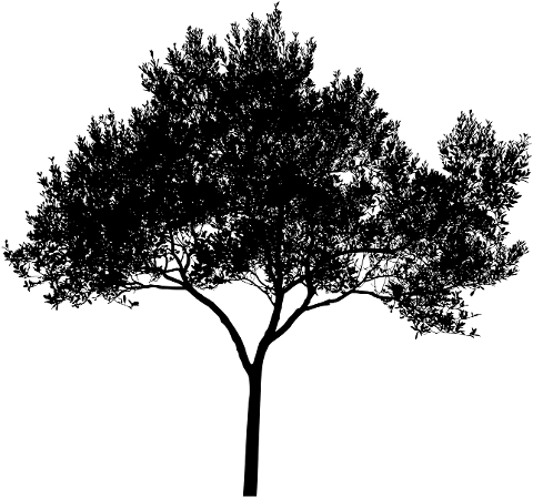 tree-branches-leaves-silhouette-7120217