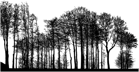 forest-trees-silhouette-tree-4206553