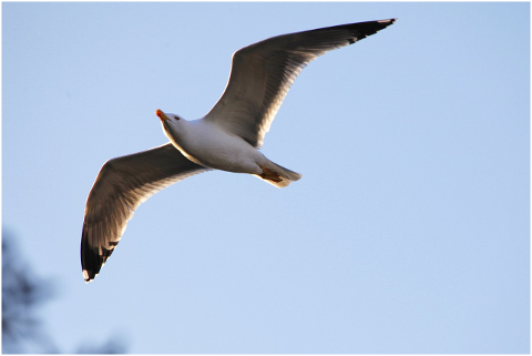 seagull-animal-bird-feather-fly-4305804