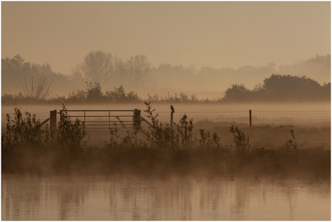 misty-mist-fog-sunrise-water-tree-5097326