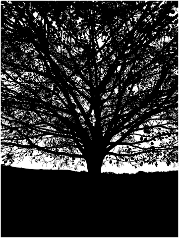 tree-branches-silhouette-landscape-5767908