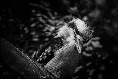 kookaburra-dacelo-bird-zoo-animals-4451153