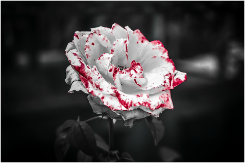 white-rose-white-flower-rose-flower-4310970