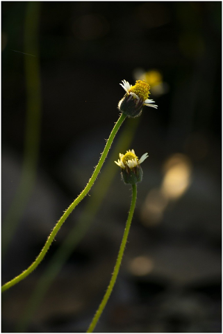 flower-flowers-nature-sun-flower-5161633