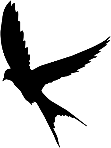silhouette-bird-nature-dark-4535334