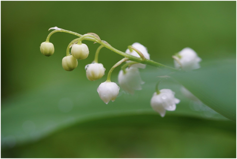 lily-of-the-valley-raindrop-flower-5122516