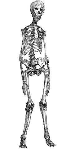 skeleton-bones-icon-skeleton-icon-5695176