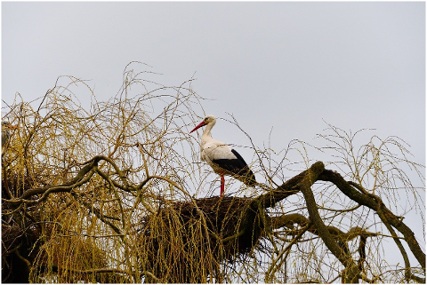 stork-animal-bird-big-bird-6062220