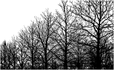 forest-trees-silhouette-branches-5184532