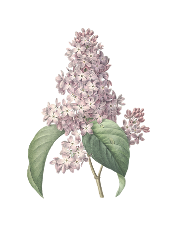 lilac-flower-plant-blossom-bloom-4653669