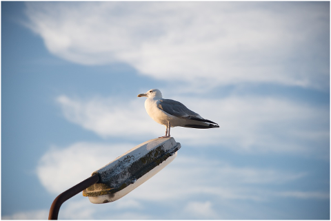 seagull-lantern-clouds-sky-animal-4442149