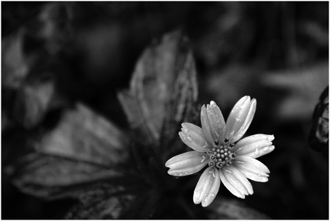 black-and-white-flower-close-up-4938809